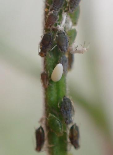 Scaeva pyrastri